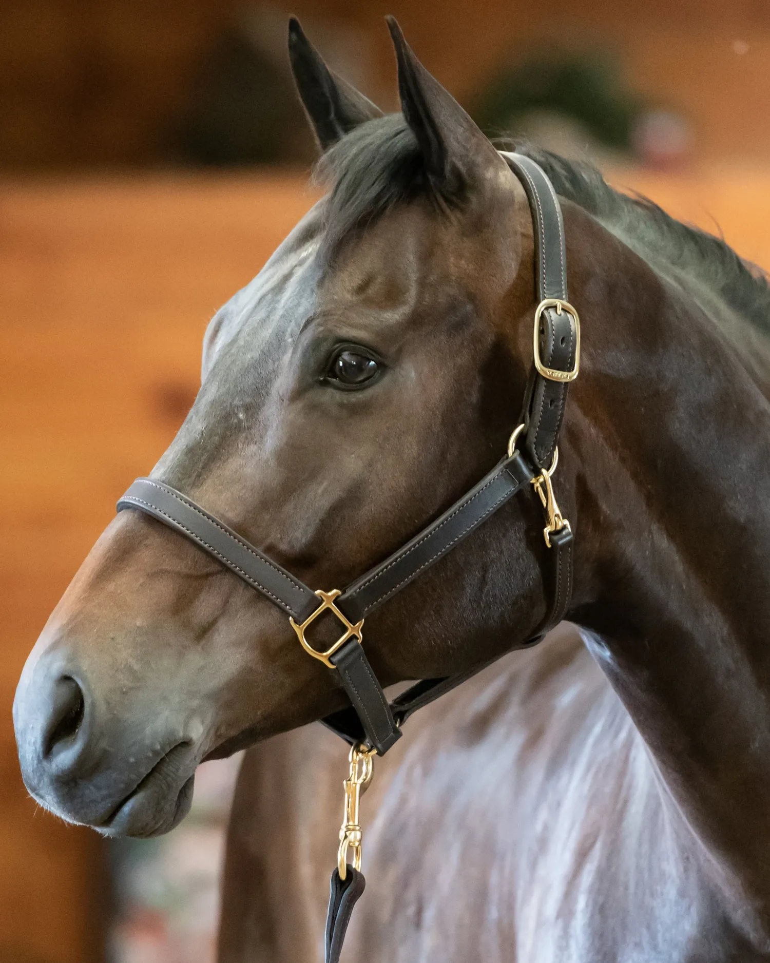 PERRIS LEATHER Perri’s® Track Style Turnout Halter with Snap Discount