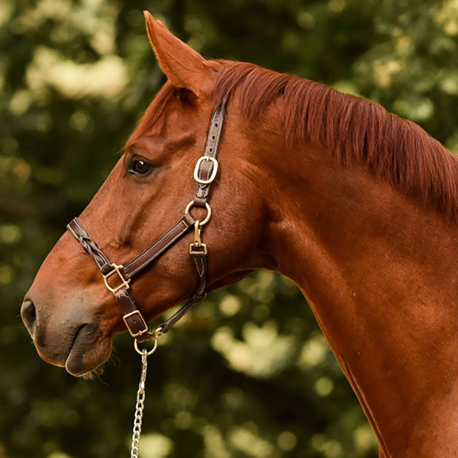 PERRIS LEATHER Perri’s® Twisted Leather Halter Havana Best