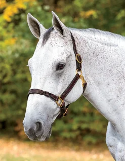 PERRIS LEATHER Perri’s® Twisted Leather Halter Havana Best