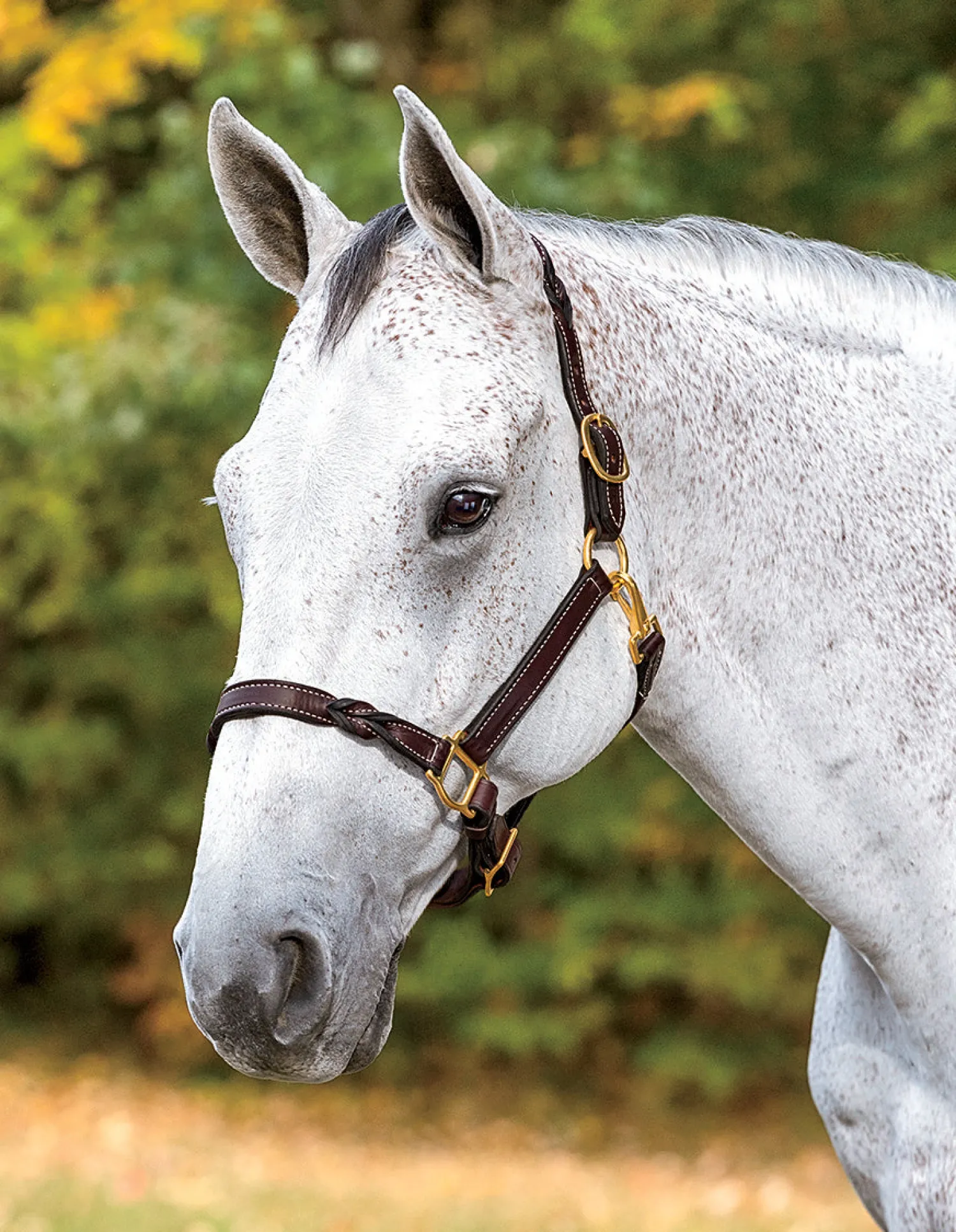 PERRIS LEATHER Perri’s® Twisted Leather Halter Havana Best