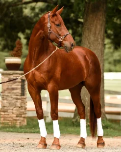 PERRIS LEATHER Perri’s® Twisted Leather Halter Havana Best