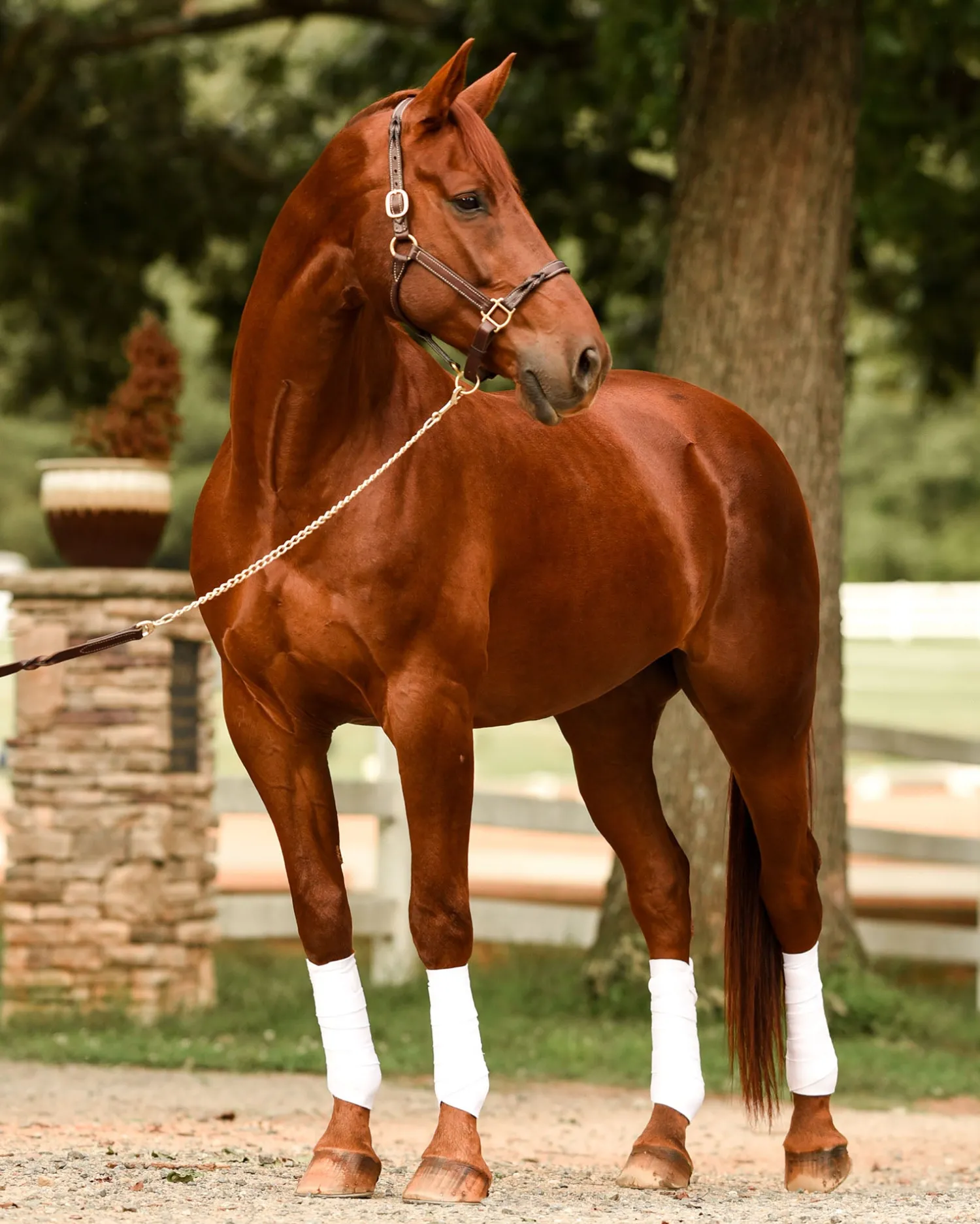 PERRIS LEATHER Perri’s® Twisted Leather Halter Havana Best