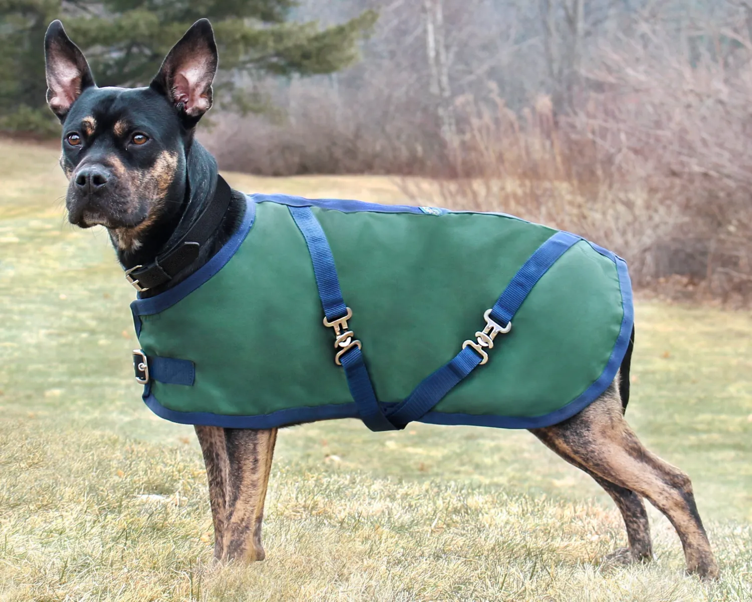 CWEAR BRANCH Rider’s International™ Dog Turnout Sheet Online