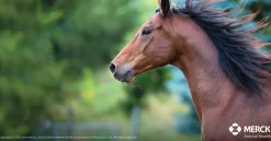 ANIMAL HEALTH INT Safe-Guard® Dewormer Hot