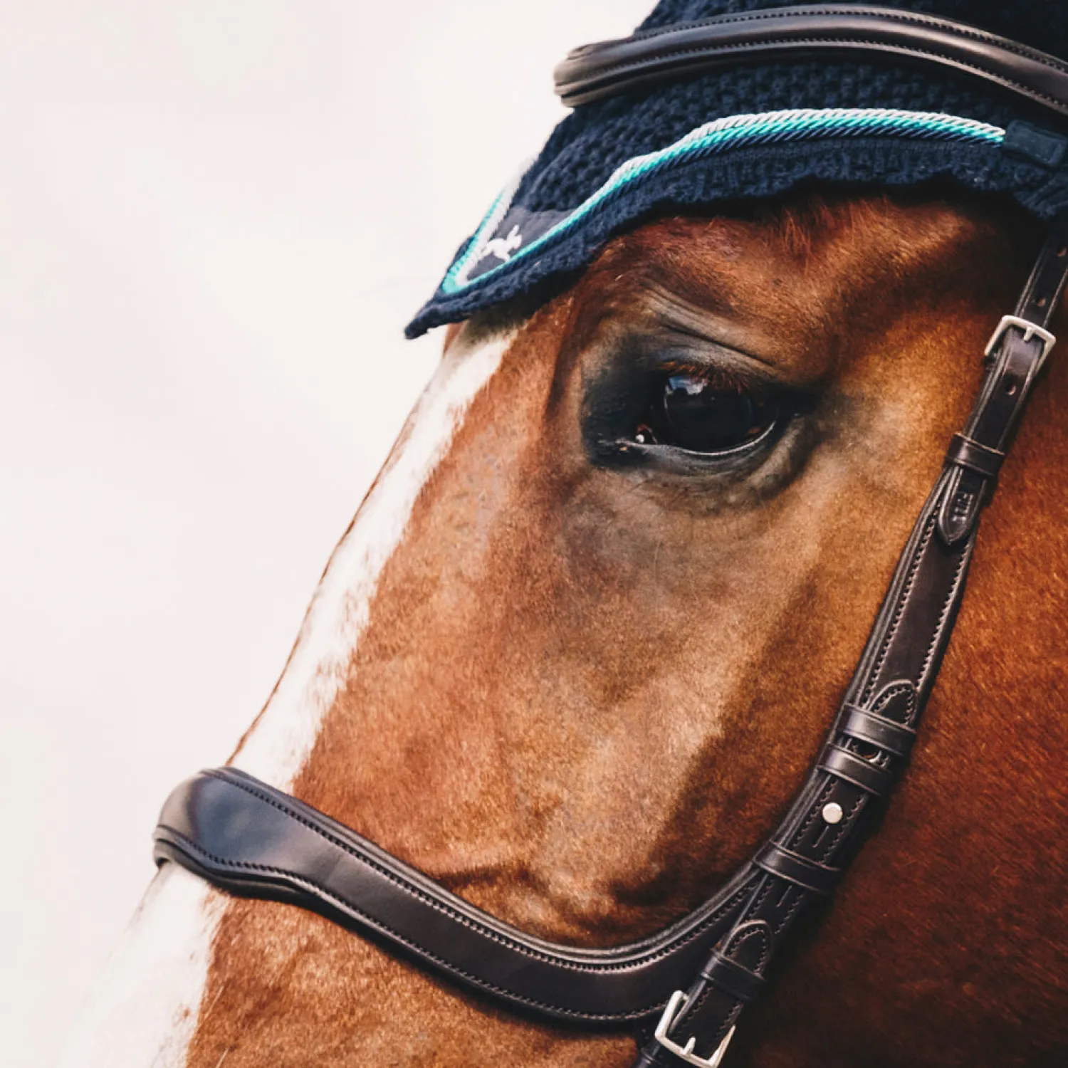 SCHOCKEMOEHLE N.A. Schockemöhle Equitus Delta Bridle Discount