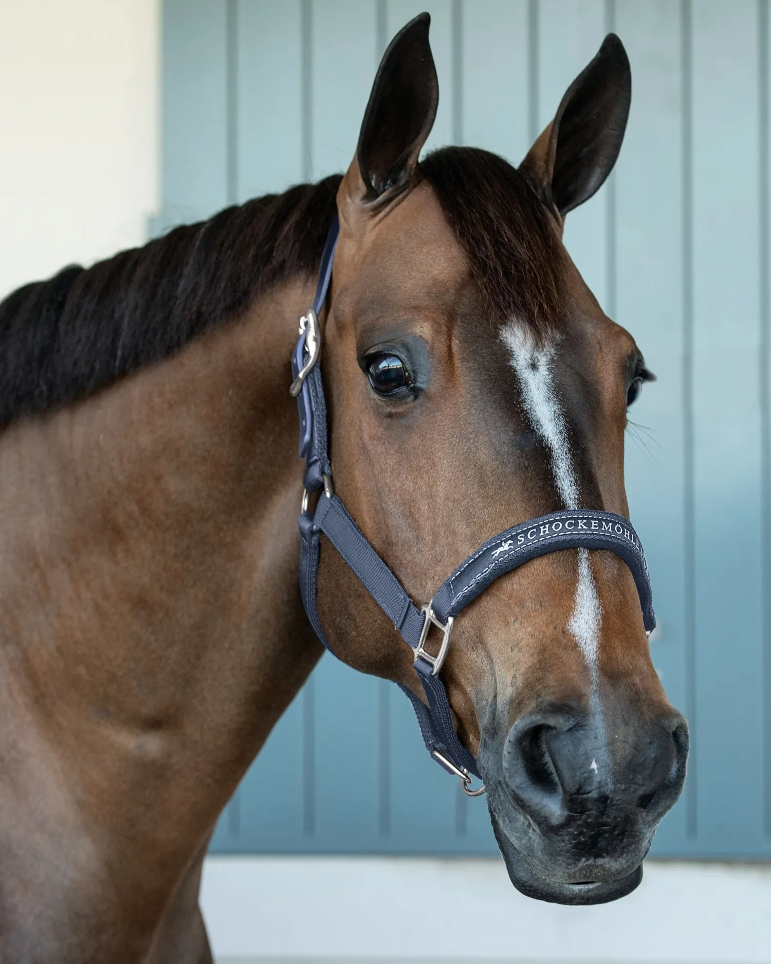 SCHOCKEMOEHLE N.A. Schockemöhle Memphis Halter Sale