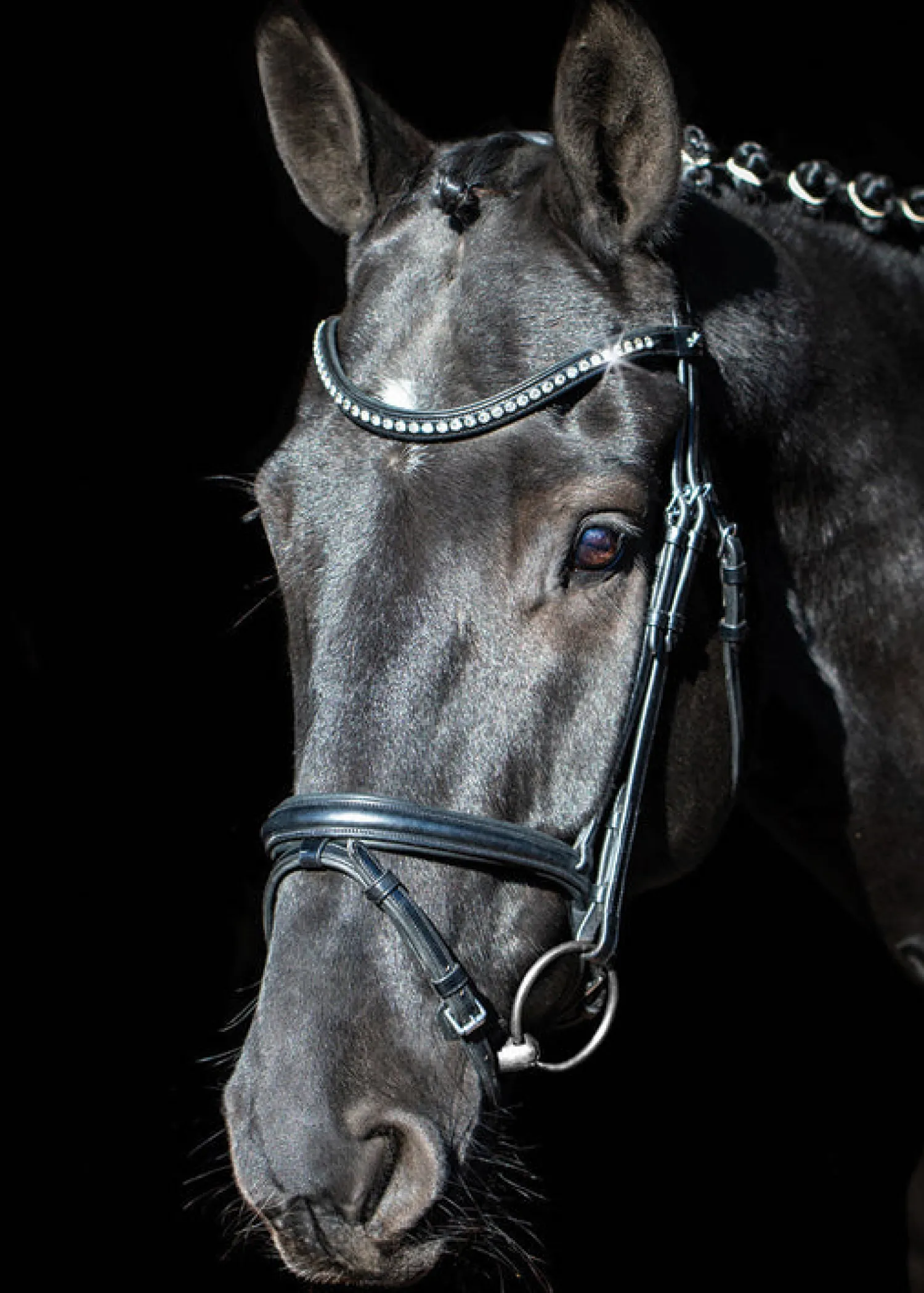 SCHOCKEMOEHLE N.A. Schockemöhle Rome Select Bridle Online