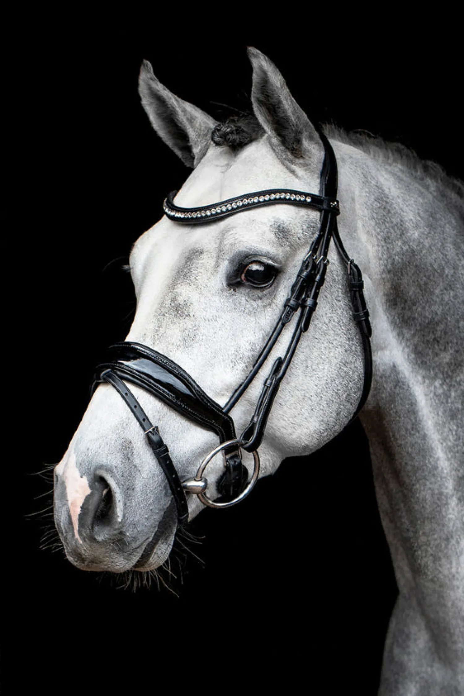SCHOCKEMOEHLE N.A. Schockemöhle Malibu Bridle New