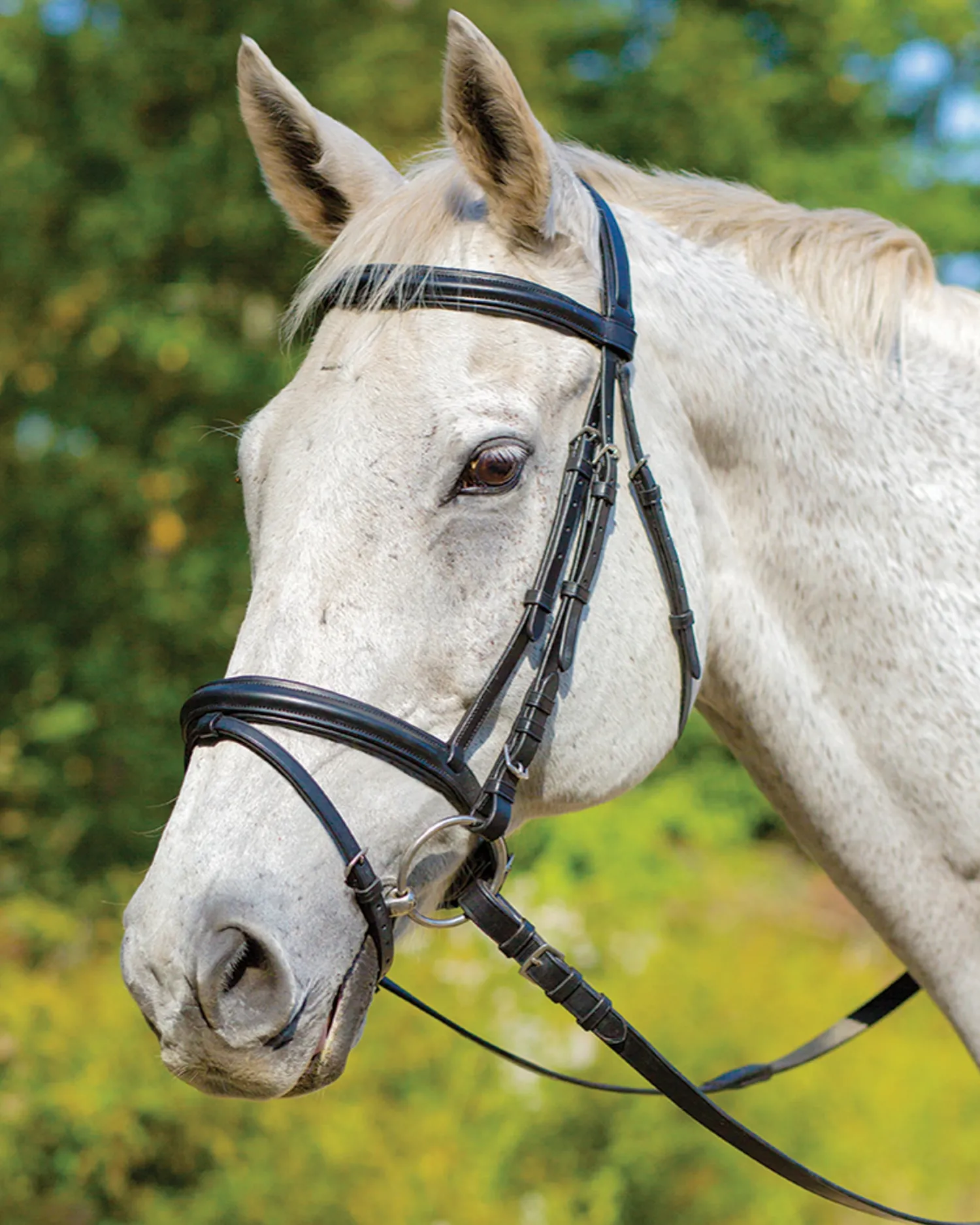 SHIRES EQUESTRIAN Shires Avignon Louisville Bridle Clearance