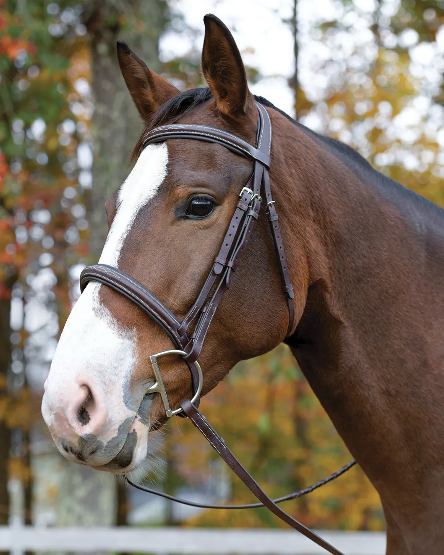 SHIRES EQUESTRIAN Shires Avignon Ocala Bridle Havana Sale