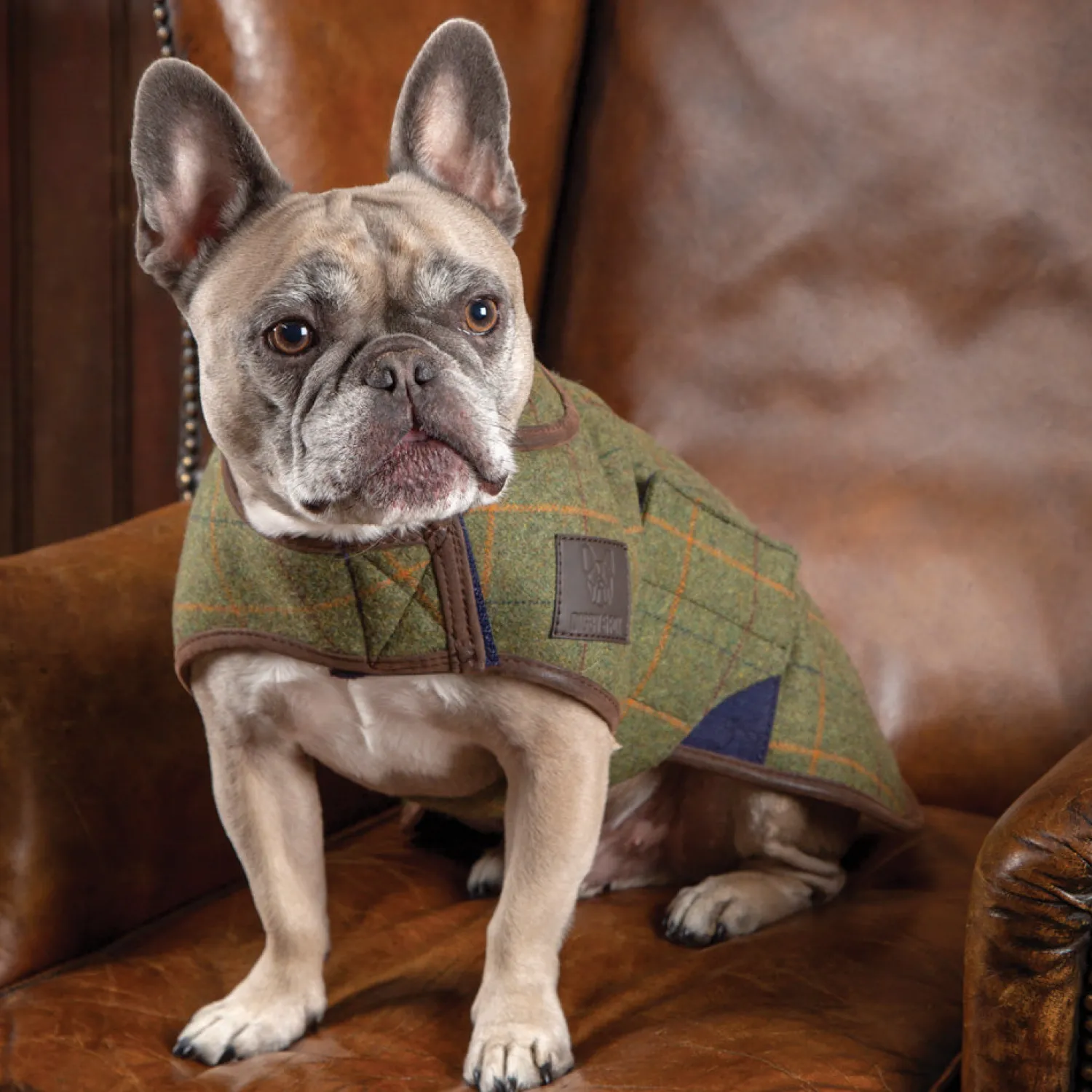 SHIRES EQUESTRIAN Shires Digby & Fox Tweed Dog Coat Online