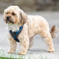 SHIRES EQUESTRIAN Shires Digby & Fox Tweed Dog Harness New