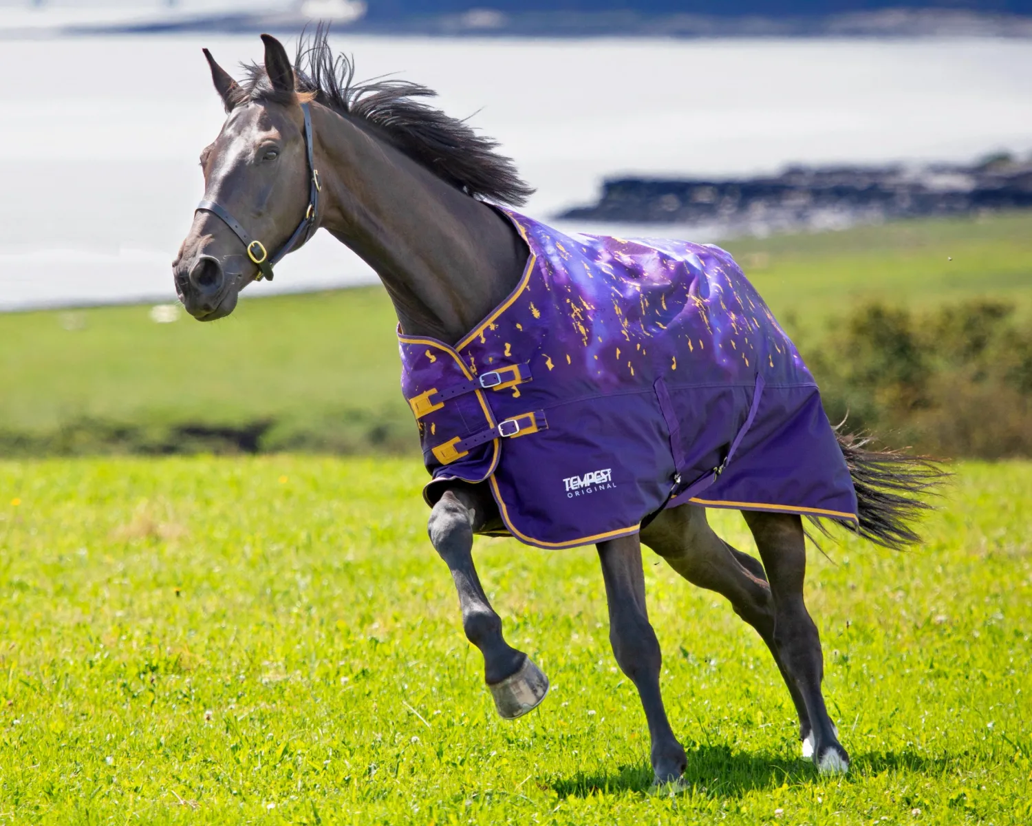 SHIRES EQUESTRIAN Shires Tempest Original Lite Turnout Sheet Clearance