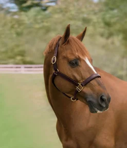 HARMOHN KRAFT Showmark™ Classic Fancy-Stitched Leather Halter Clearance