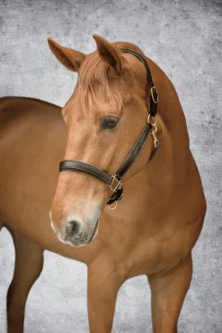 KINGS INTERNATIONAL Suffolk™ Lined Halter Outlet