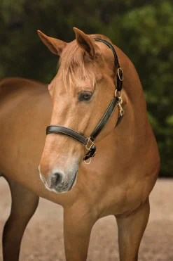 KINGS INTERNATIONAL Suffolk™ Lined Halter Outlet