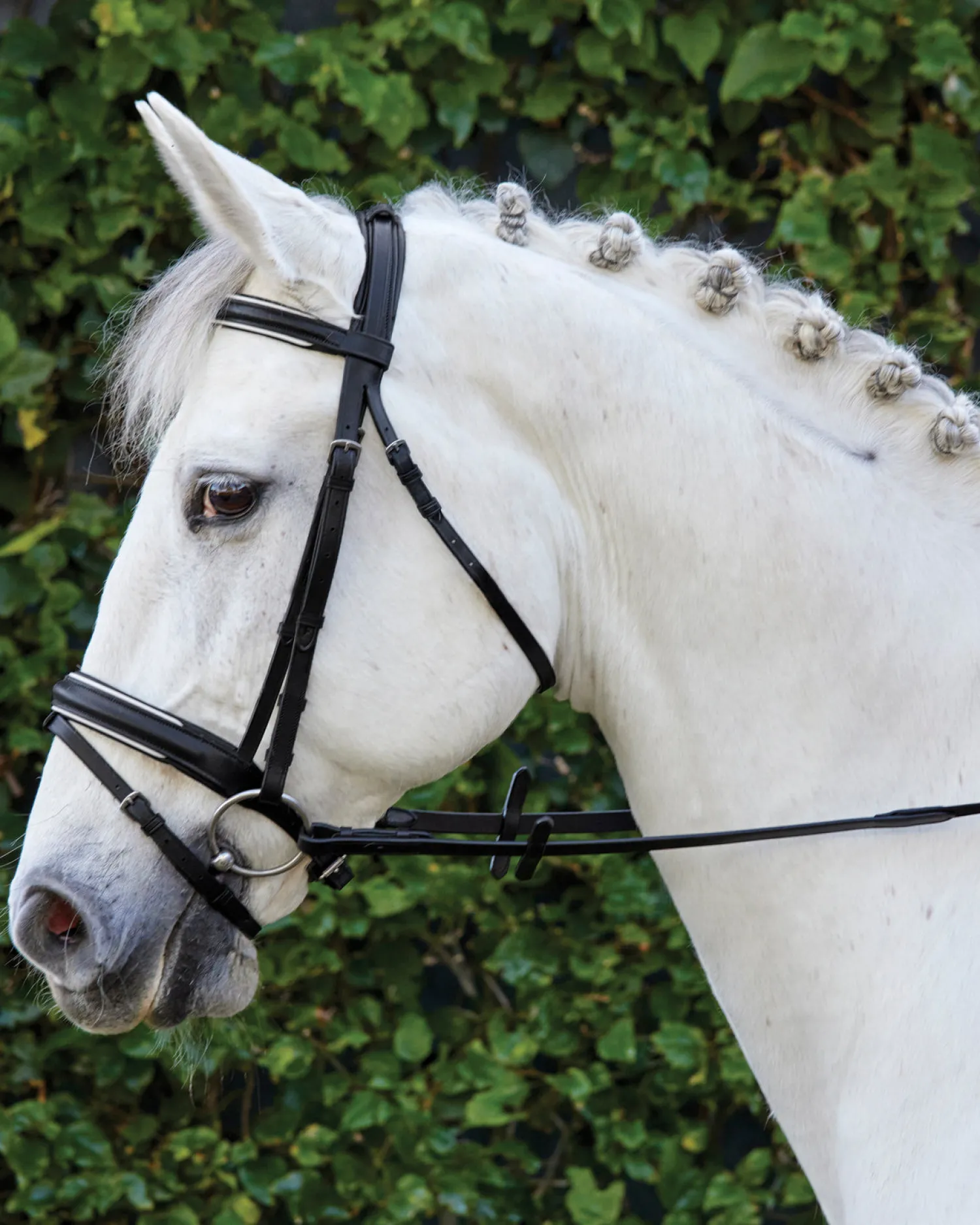 KINGS INTERNATIONAL Suffolk™ Single Crown Padded Dressage Bridle Hot