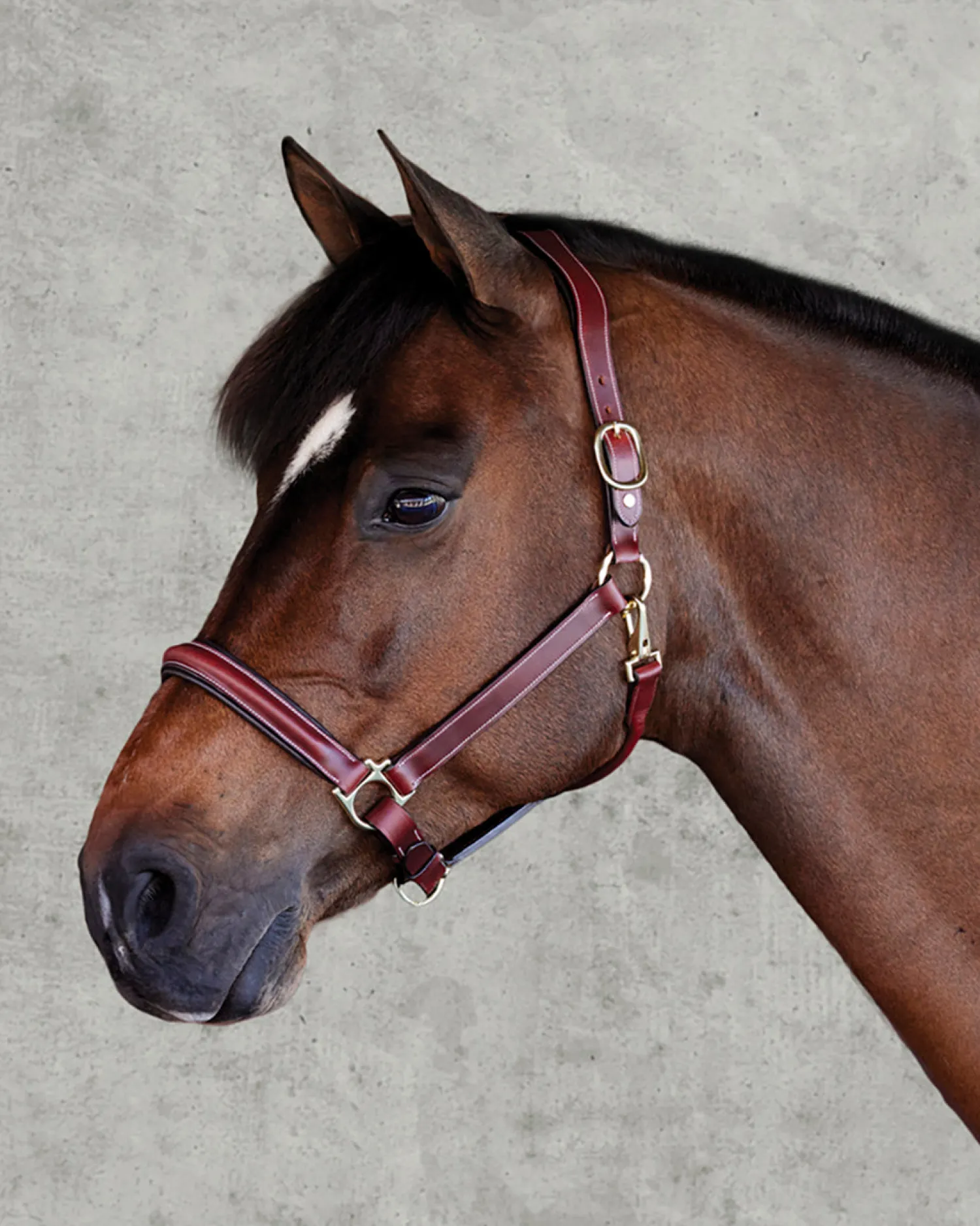 PUSHKAR INTL Suffolk™ Ergonomic Halter Best
