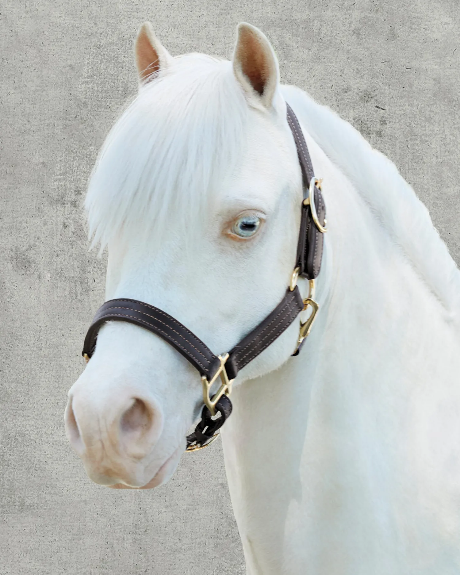 PUSHKAR INTL Suffolk™ Palermo Triple-Stitched Halter Chocolate New