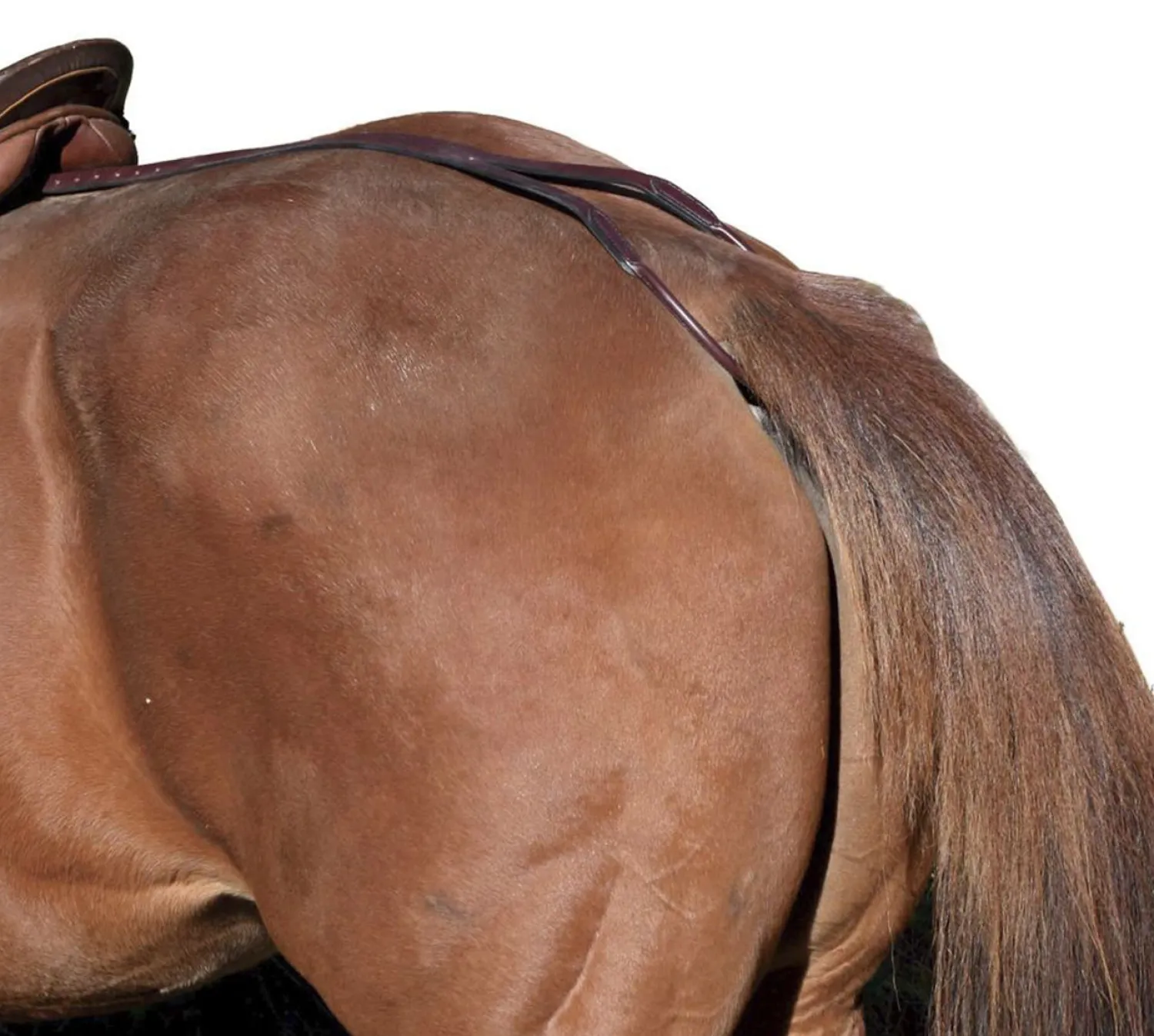 TORY LEATHER Company Horse Crupper/Aluminum Plate Havana Online