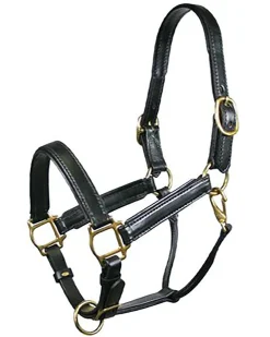 TORY LEATHER Company Padded Leather Halter Sale