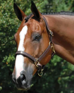 WORLD EQUSTRN BRNDS Vespucci Fancy Stitched Halter Brown Sale