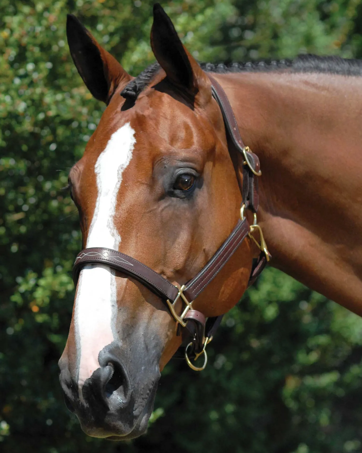 WORLD EQUSTRN BRNDS Vespucci Fancy Stitched Halter Brown Sale