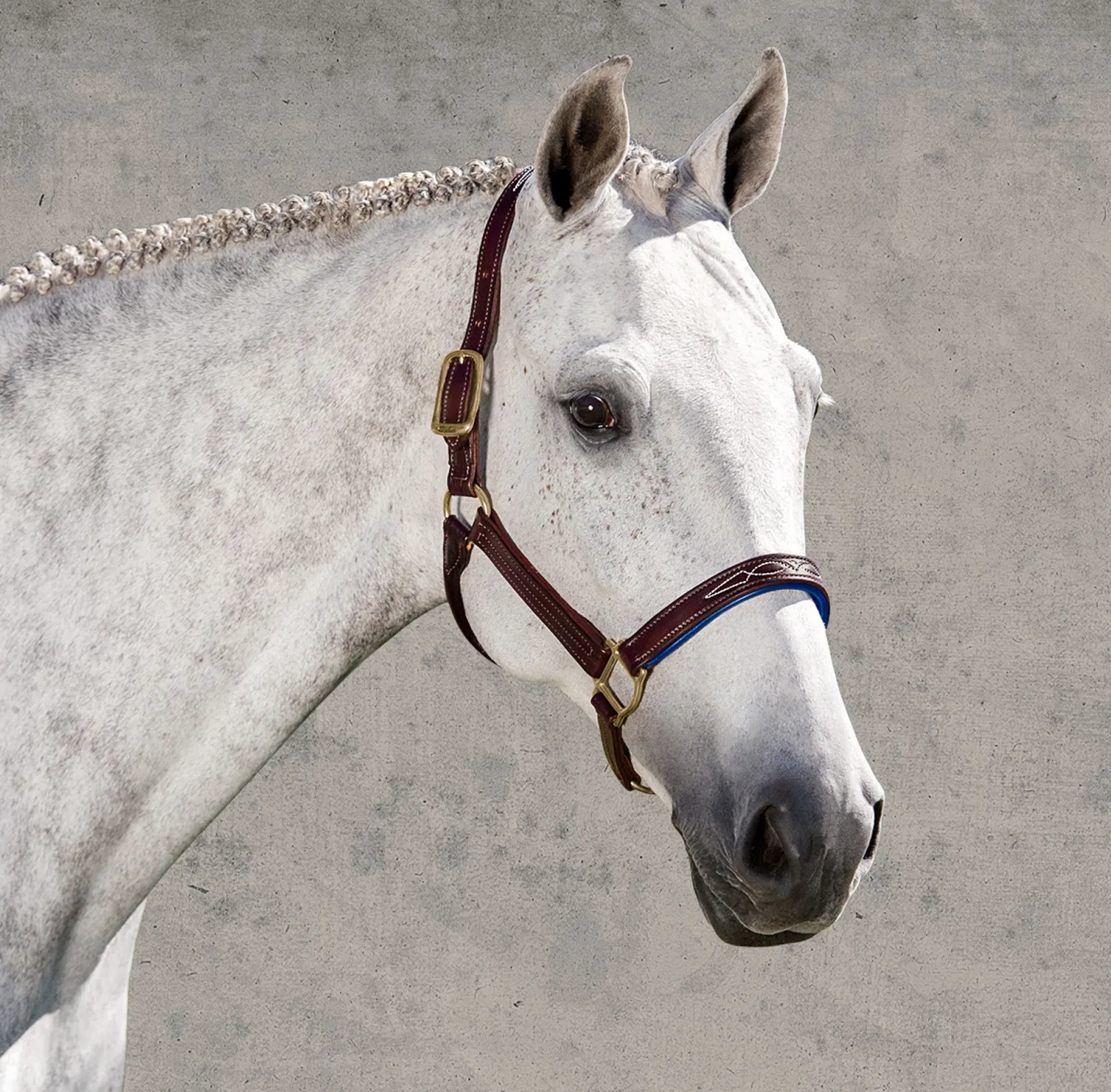 WALSH PRODUCTS Walsh™ Signature Padded Halter Discount