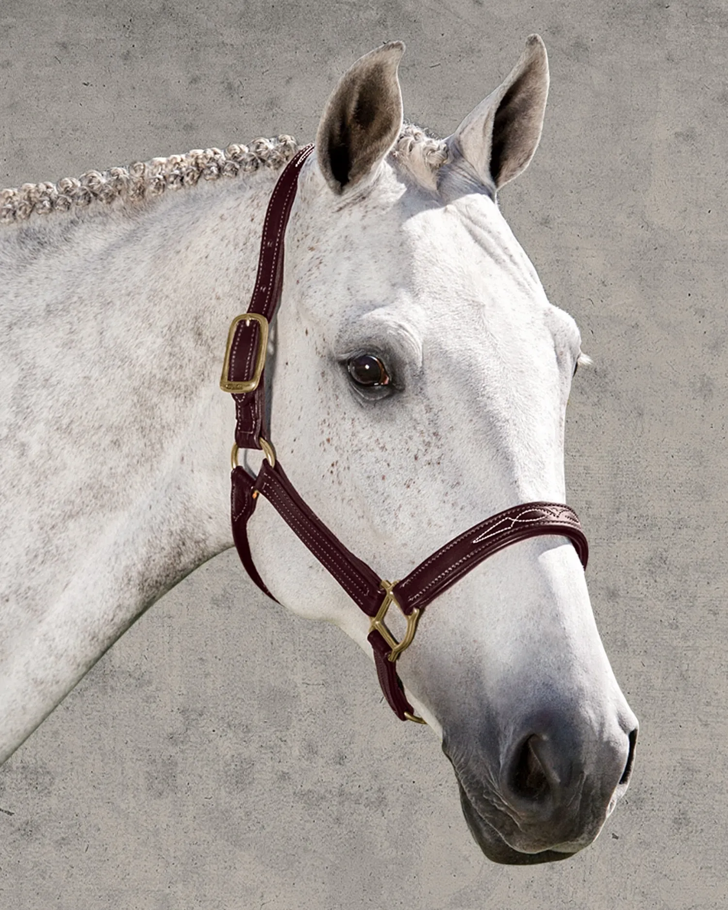 WALSH PRODUCTS Walsh™ Signature Padded Halter Discount